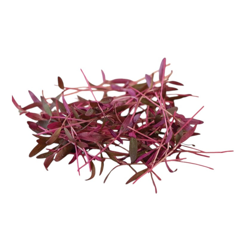 Micro Amaranth